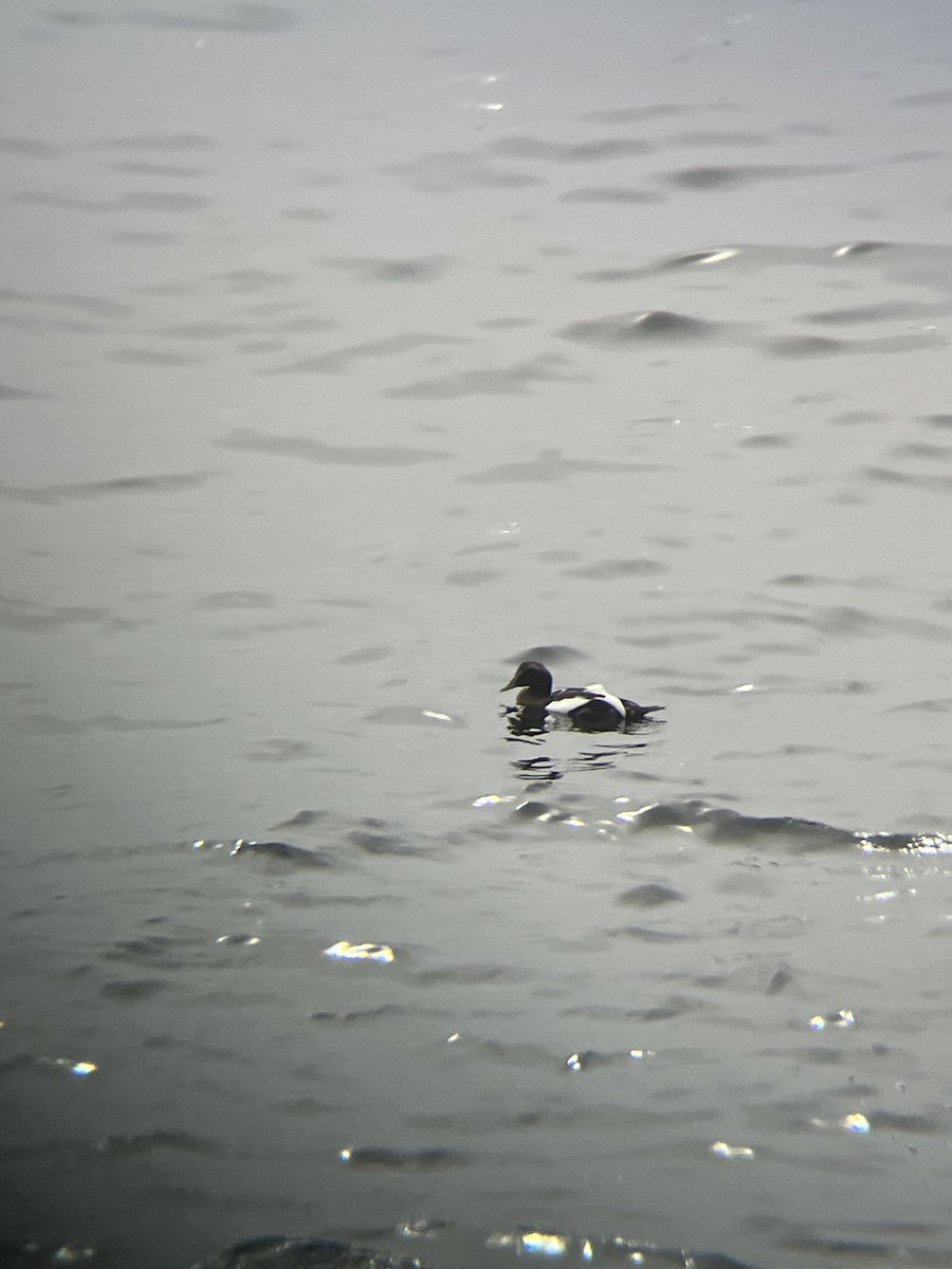 Eider arrunta - ML646472625