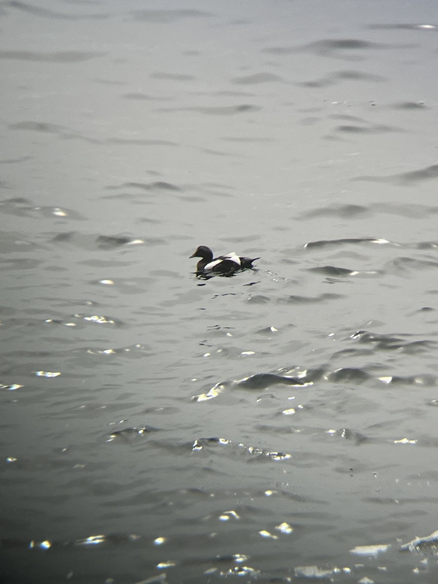 Eider arrunta - ML646472626