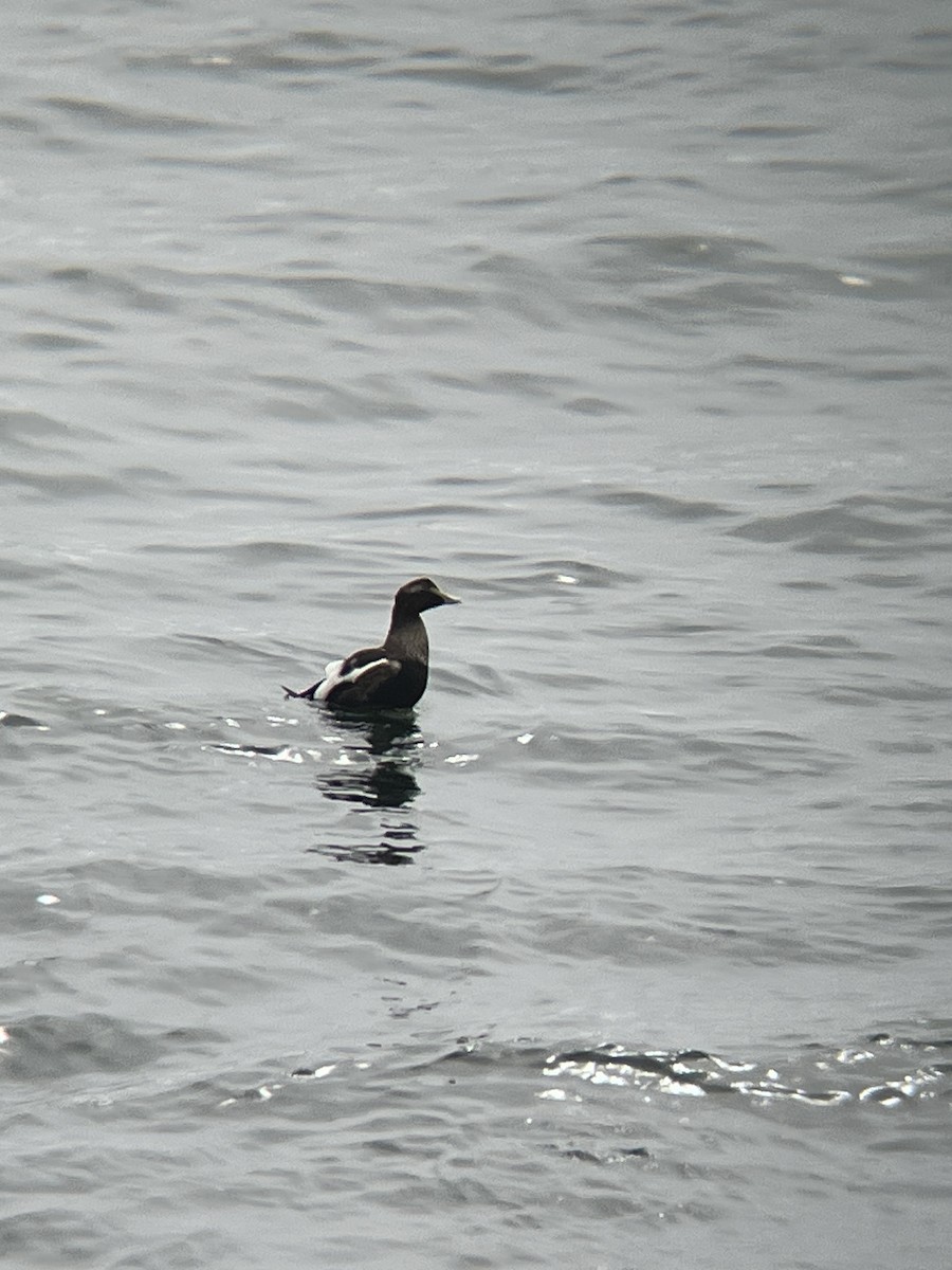 Eider arrunta - ML646472627