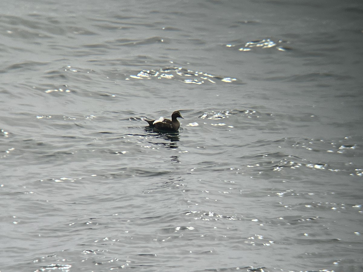 Eider arrunta - ML646472628