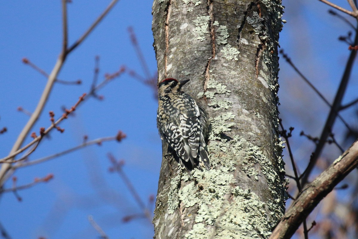 Yellow-bellied Sapsucker - ML646472629
