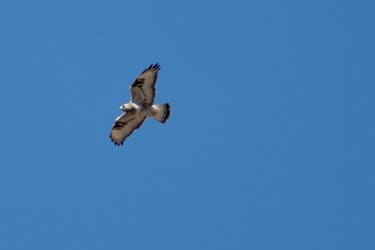 Зимняк - ML646472636