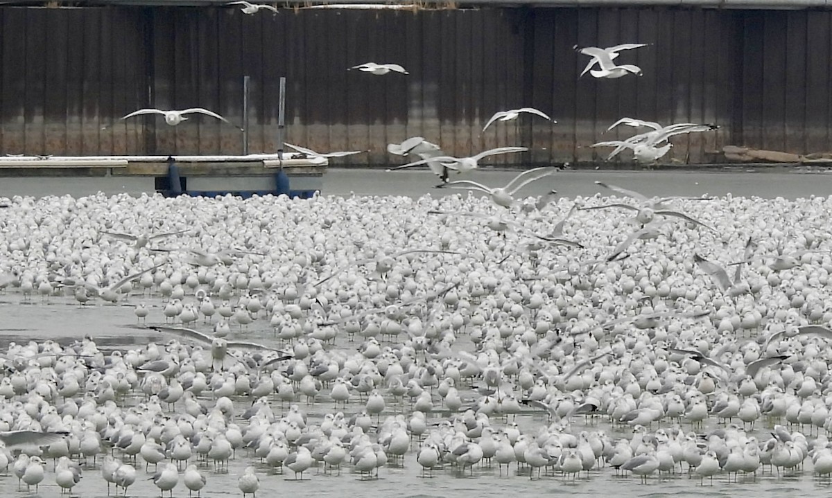 racek kroužkozobý - ML646472645