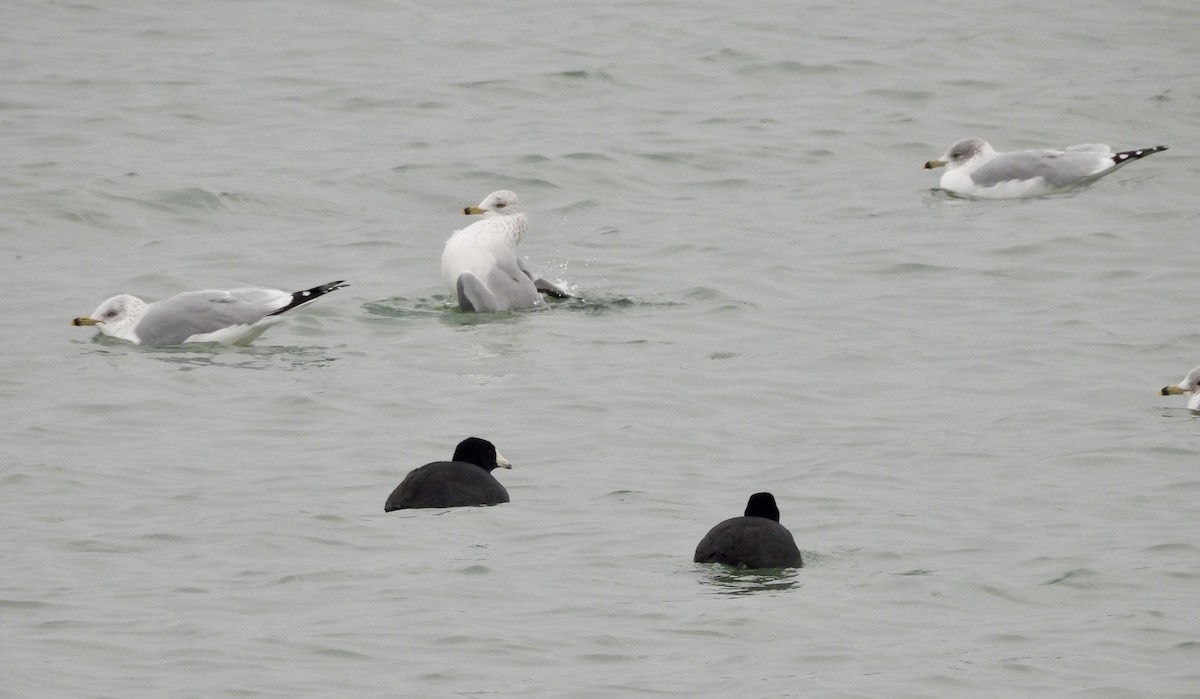 racek kroužkozobý - ML646472646