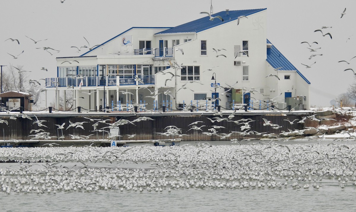 racek kroužkozobý - ML646472647