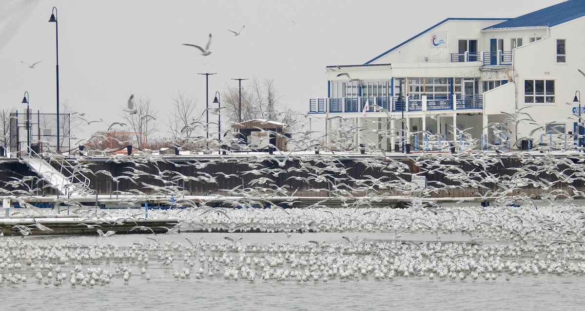 racek kroužkozobý - ML646472648