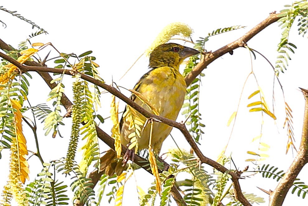 Village Weaver - ML646472649