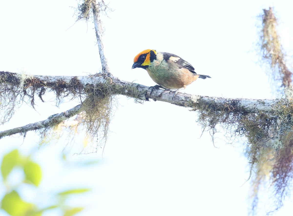 Calliste à face rouge - ML646472650