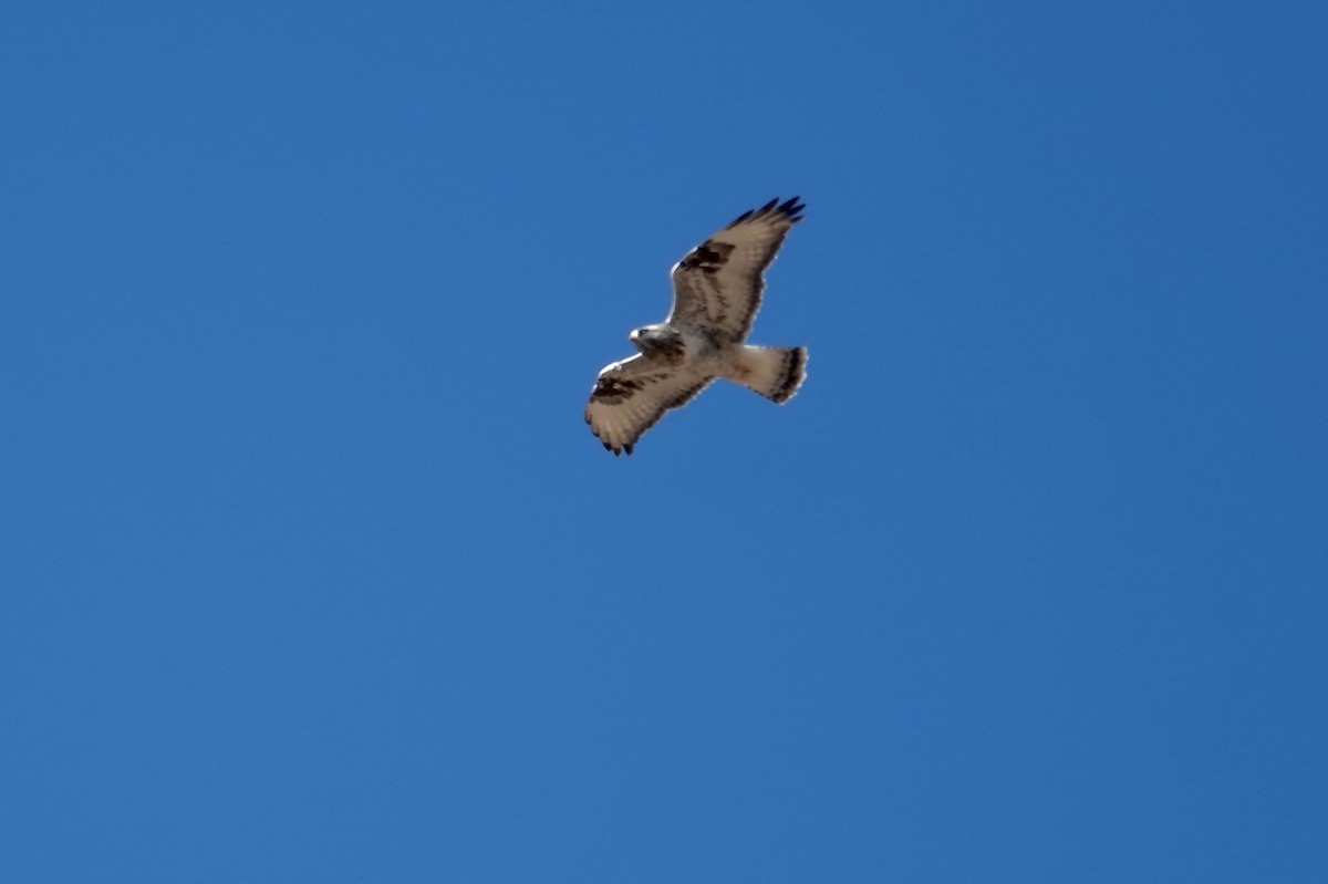 Зимняк - ML646472652