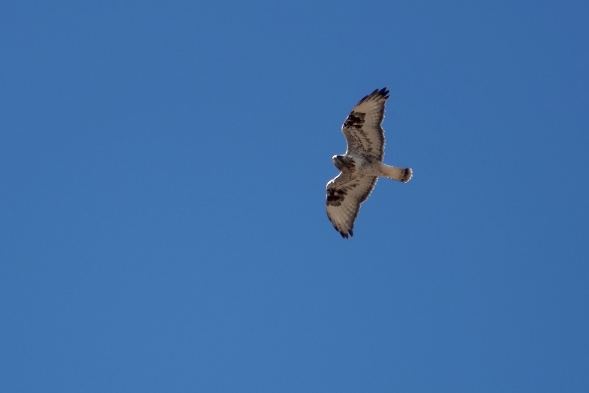 Зимняк - ML646472653