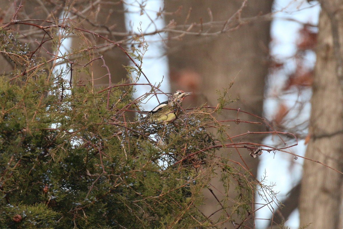 Yellow-bellied Sapsucker - ML646472654