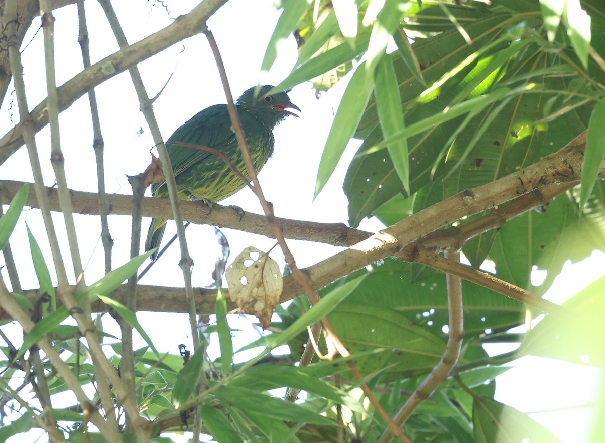 Cotinga jucunda - ML646472659