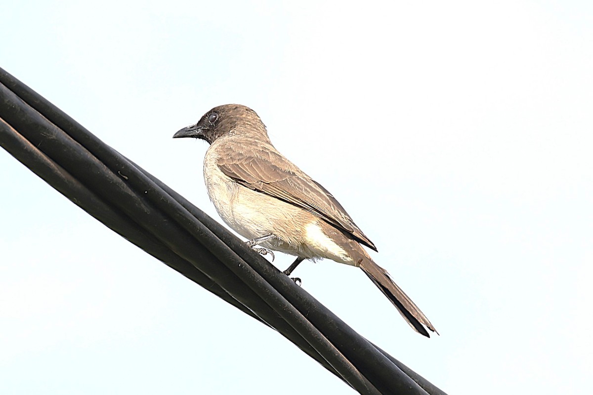 Common Bulbul - ML646472660