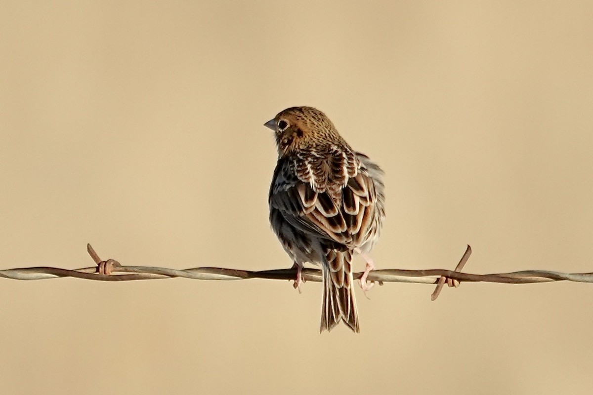 Baird's Sparrow - ML646472661