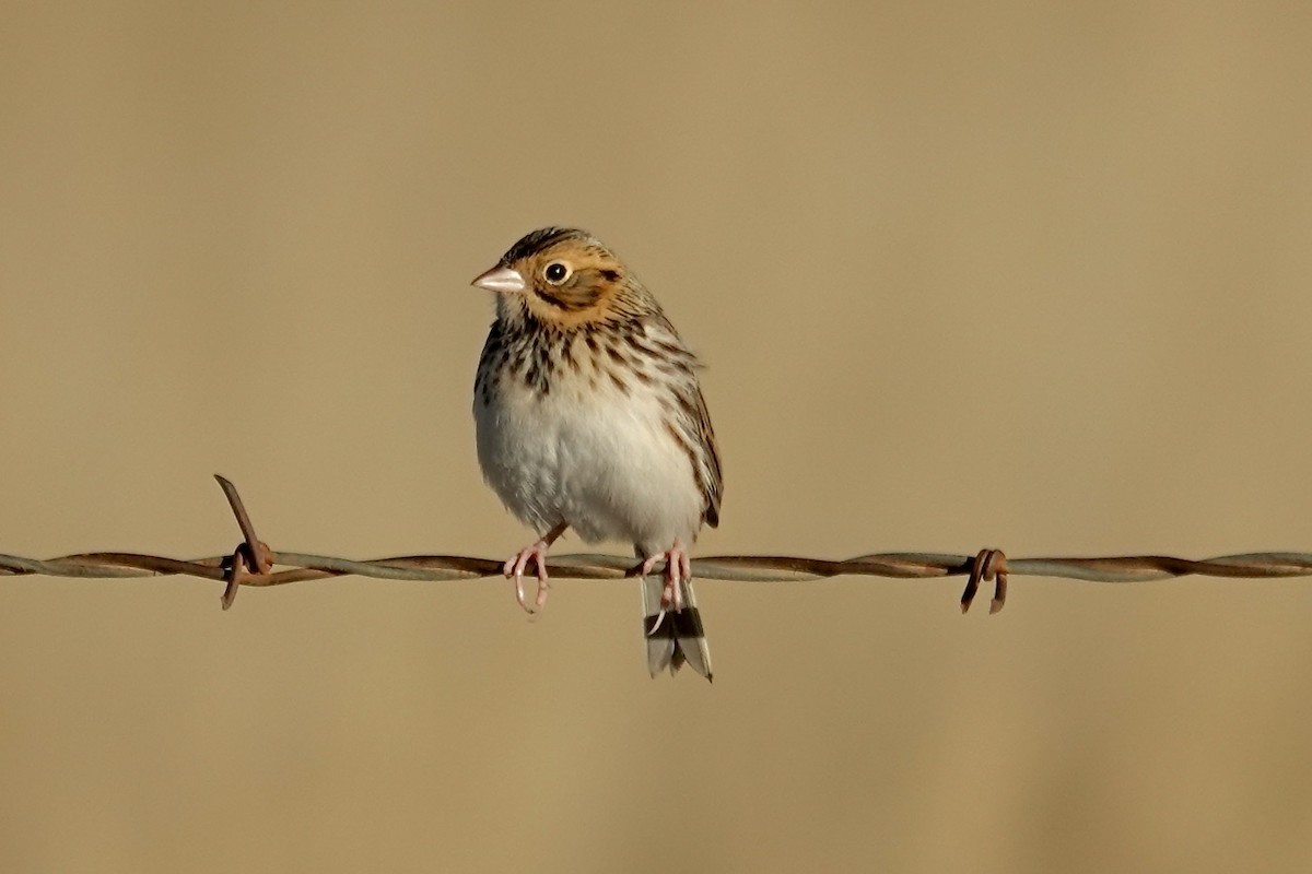 Baird's Sparrow - ML646472662