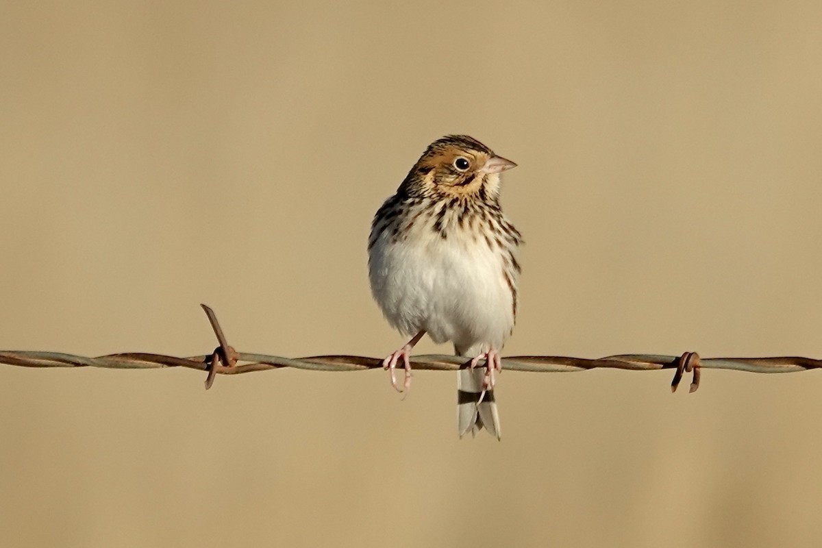 Baird's Sparrow - ML646472663