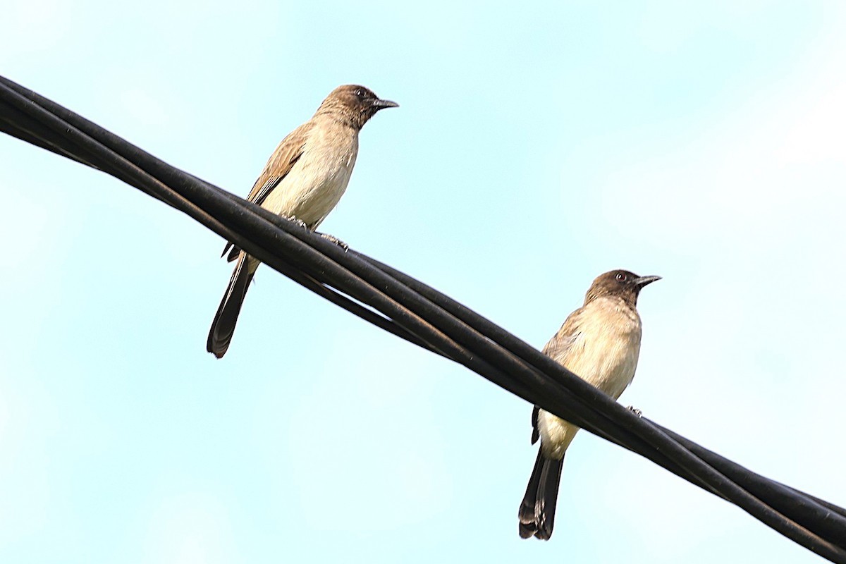 Common Bulbul - ML646472664