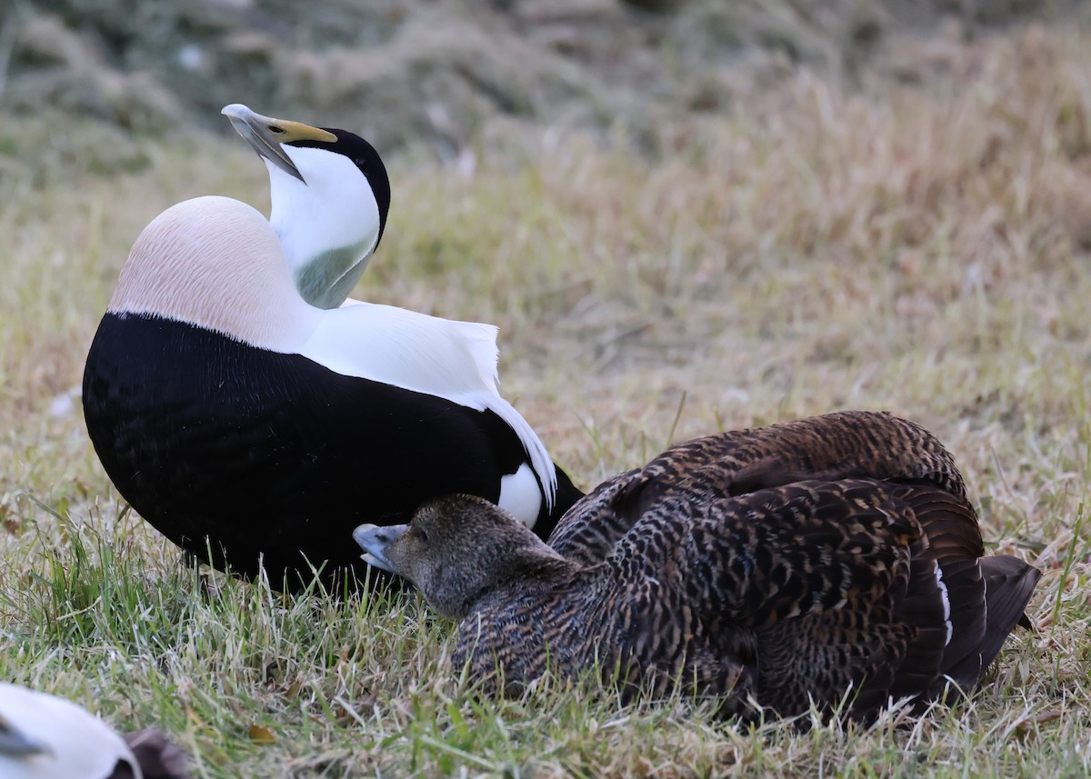Common Eider - ML646472665