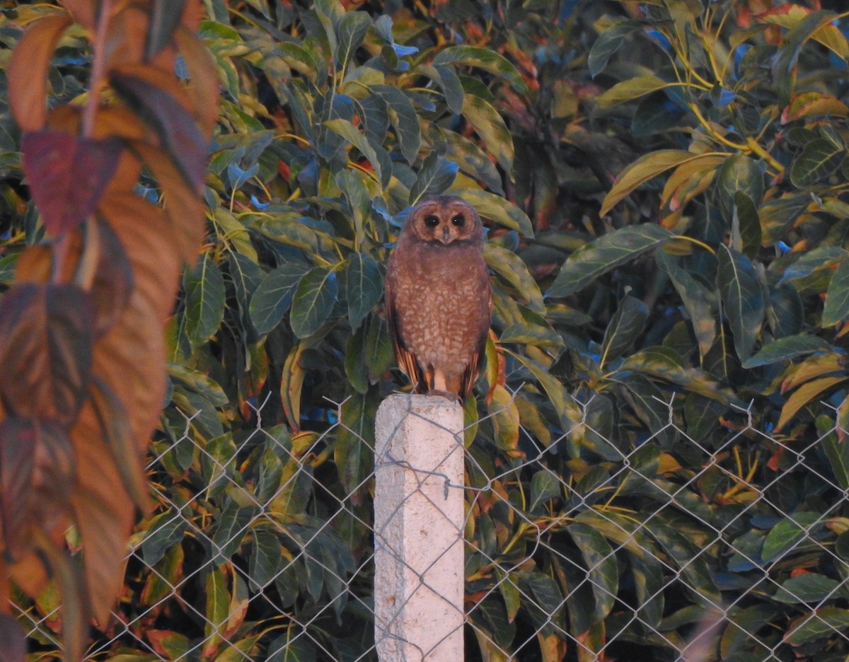 Marsh Owl - ML646472666