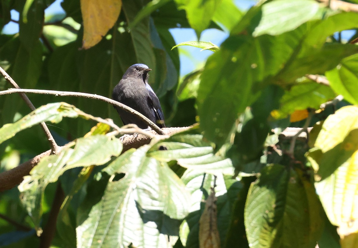Conirostre coiffé - ML646472668