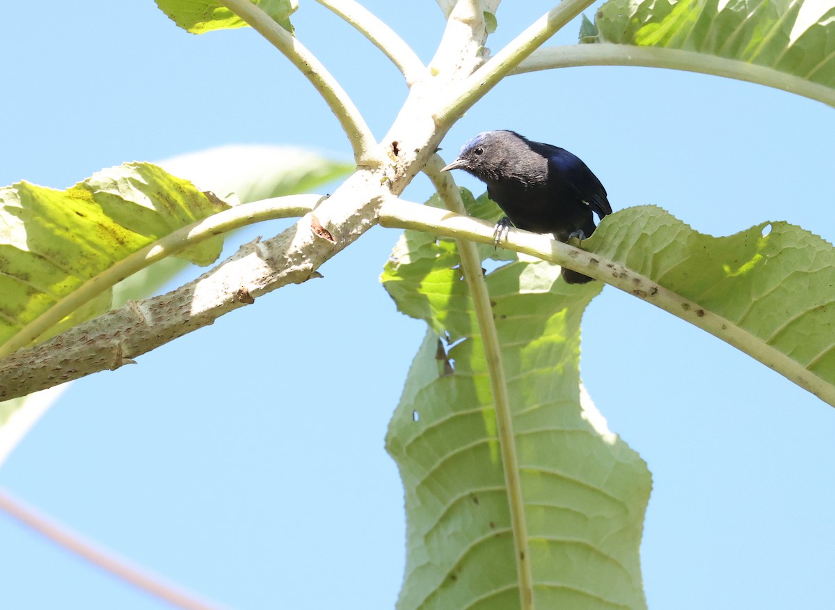 Conirostre coiffé - ML646472669