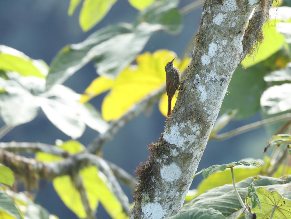 Grimpar montagnard - ML646472673