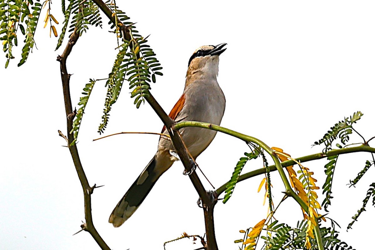 Black-crowned Tchagra - ML646472676