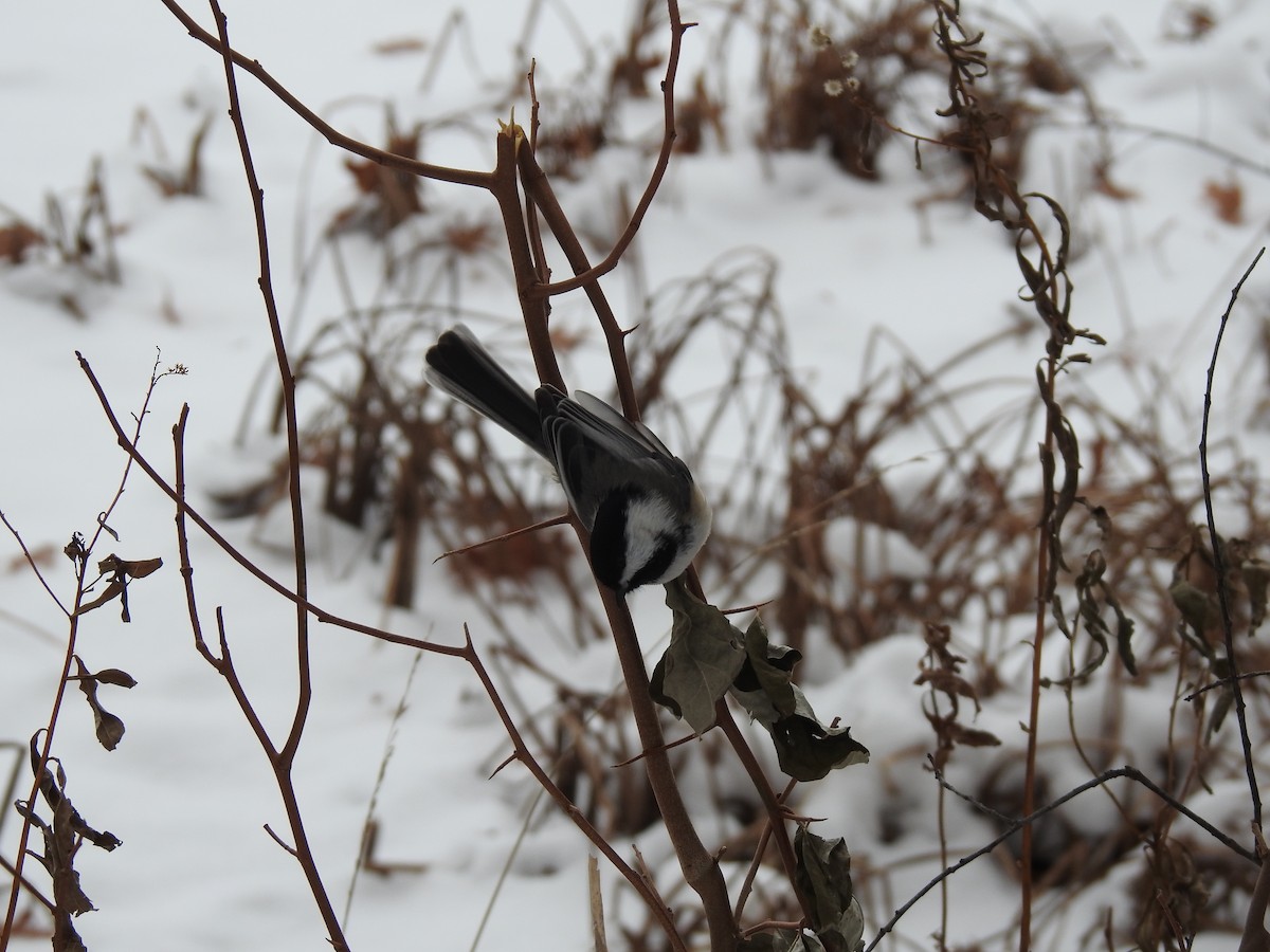 Black-capped Chickadee - ML646472677