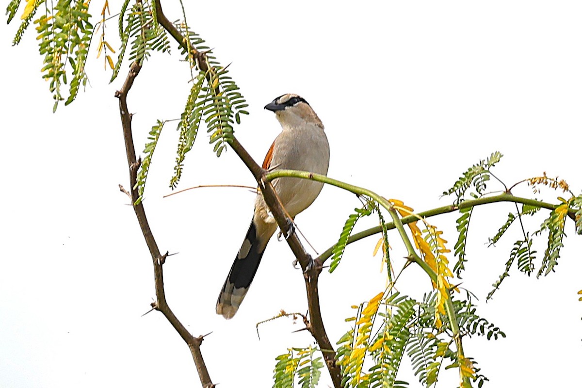 Black-crowned Tchagra - ML646472678