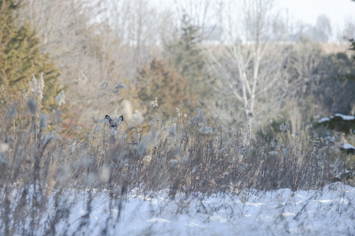 白尾鹿 - ML646472682