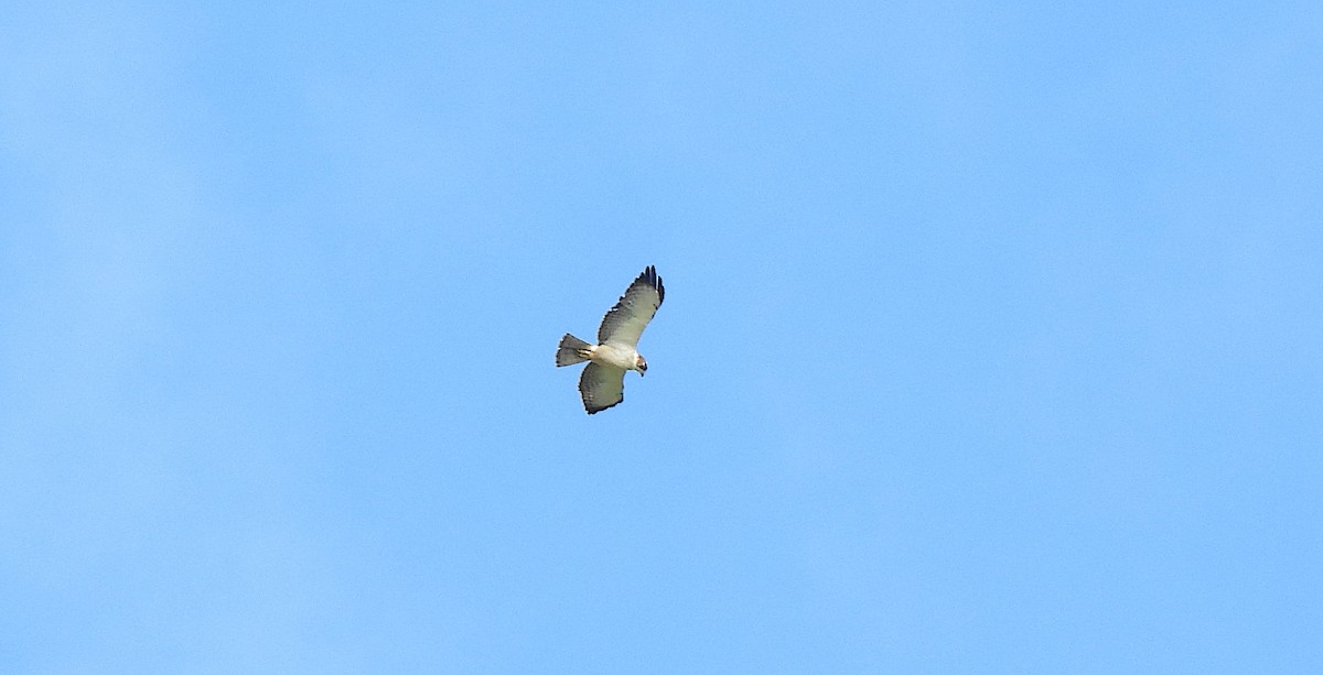 Short-tailed Hawk - ML646472685