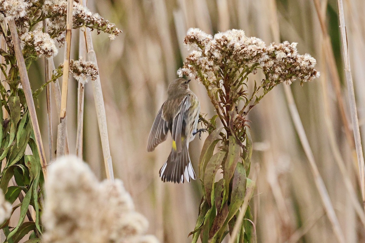 Yellow-rumped Warbler - ML646472686