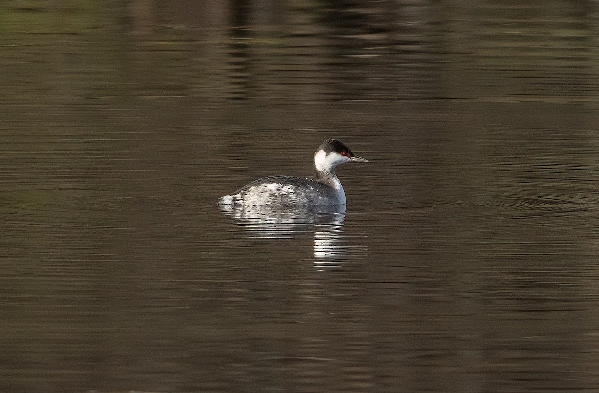 Horned Grebe - ML646472687