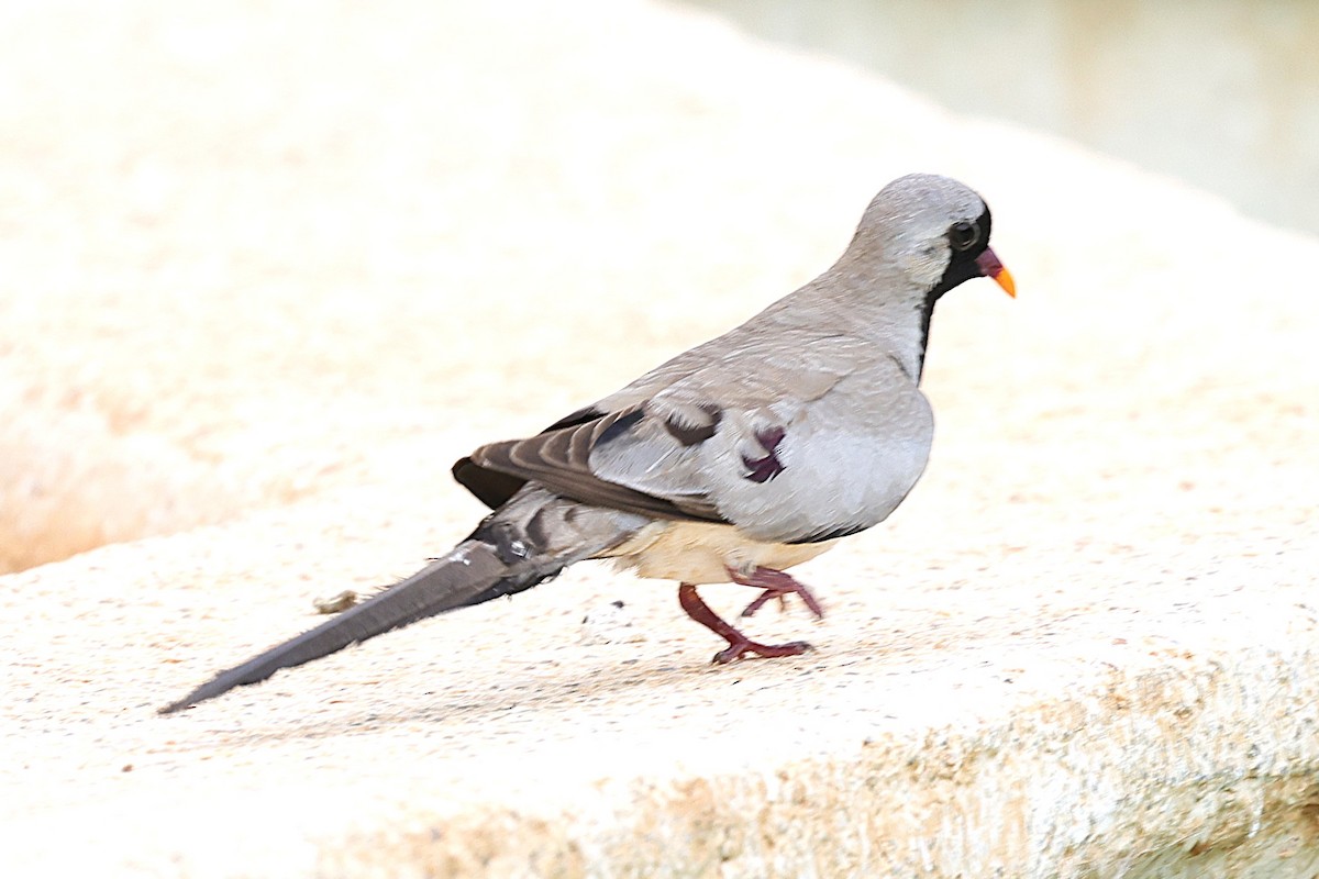 Namaqua Dove - ML646472693