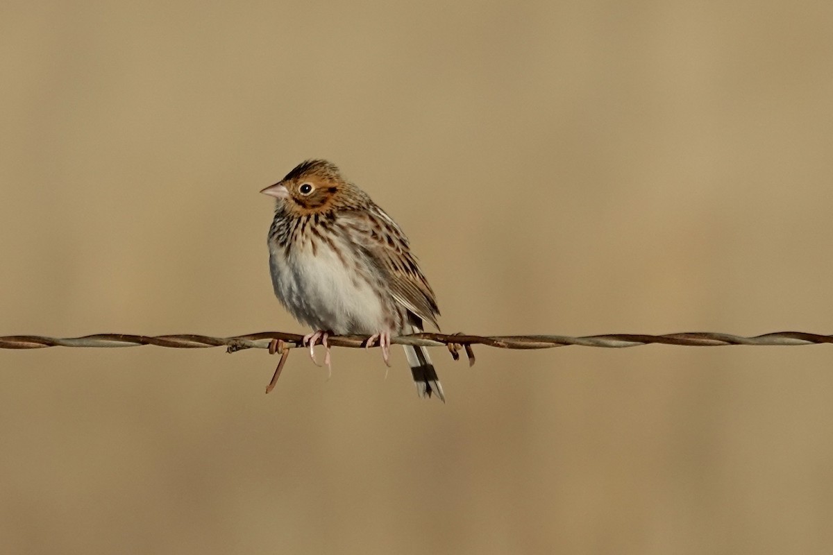 Baird's Sparrow - ML646472694