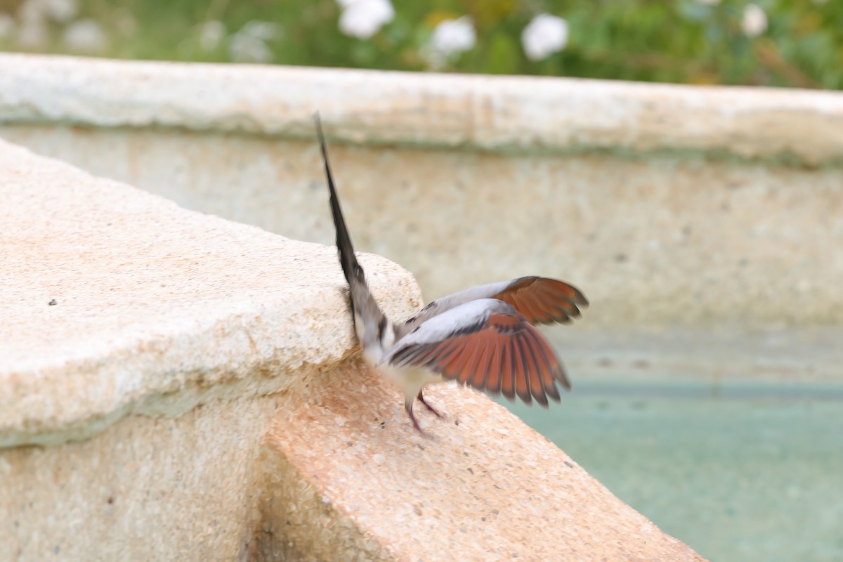 Namaqua Dove - ML646472697