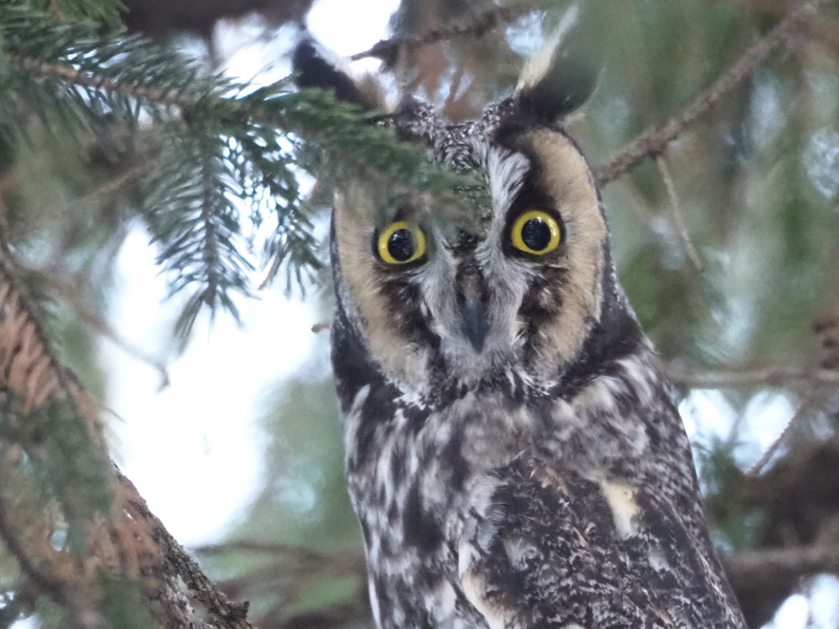 kalous ušatý (ssp. wilsonianus/tuftsi) - ML646472698