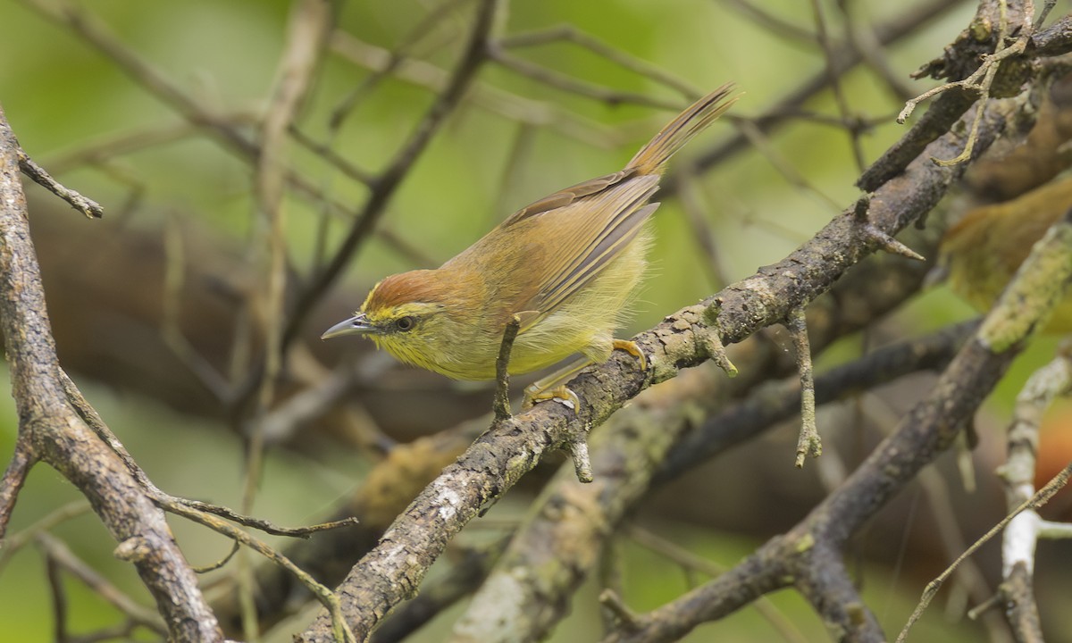 Timalie à gorge striée (groupe gularis) - ML646472699