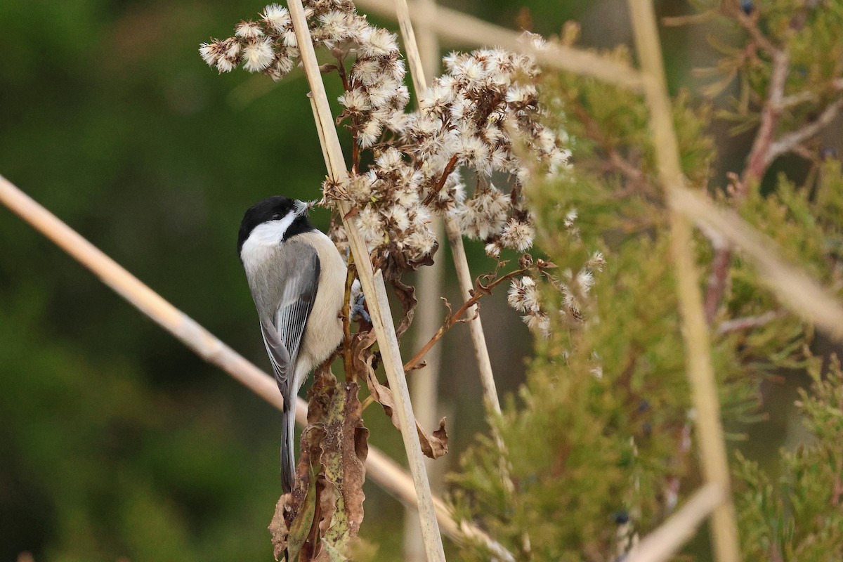 Carolina Chickadee - ML646472700