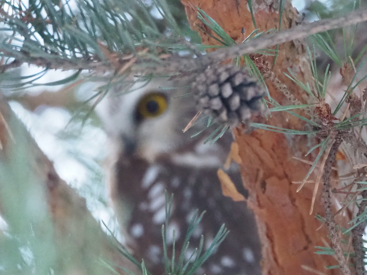 sýc americký - ML646472704