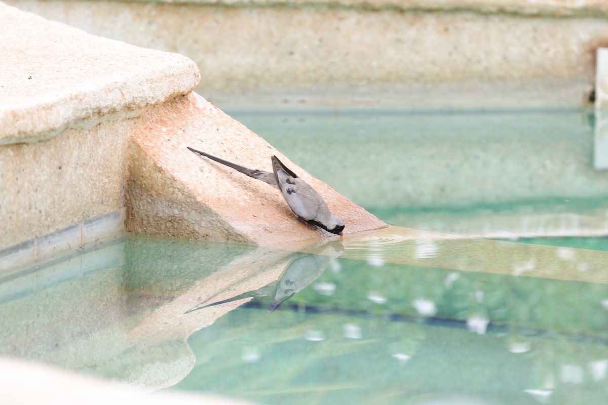 Namaqua Dove - ML646472705