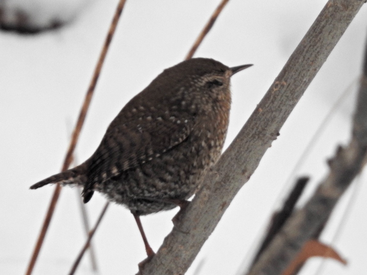 Troglodyte des forêts - ML646472706