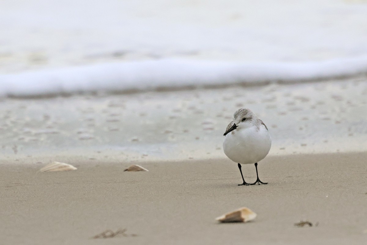 Sanderling - ML646472707