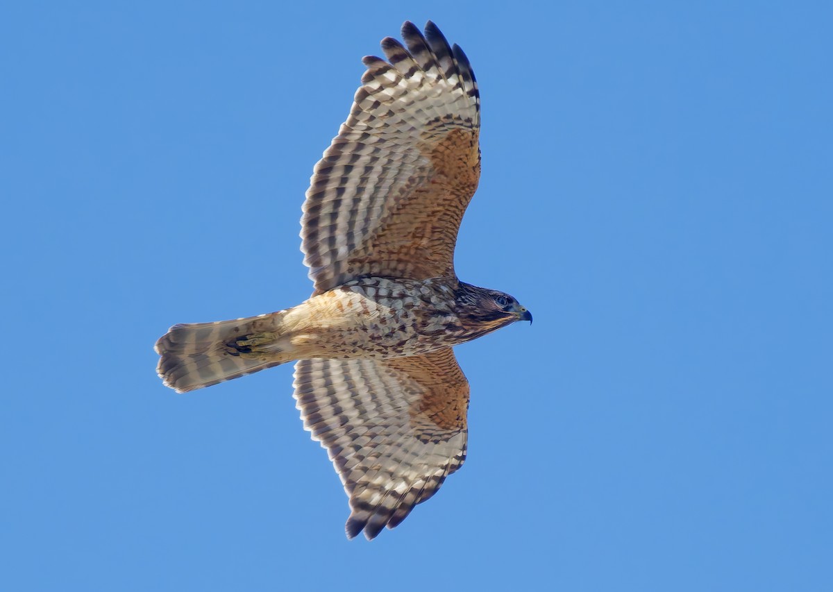 Red-shouldered Hawk - ML646472708