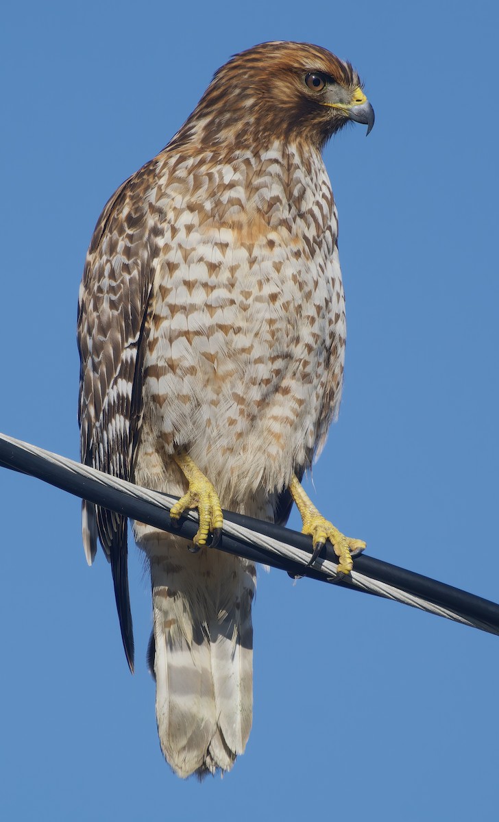 Red-shouldered Hawk - ML646472709