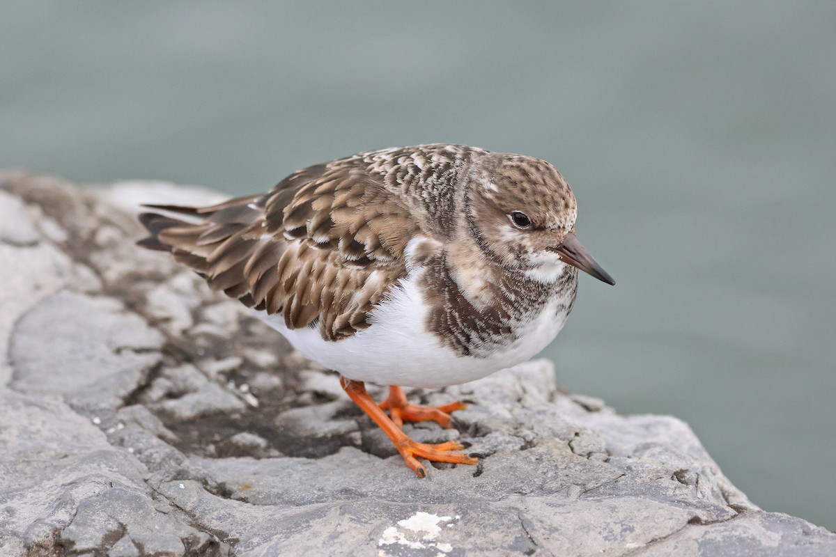 Ruddy Turnstone - ML646472711