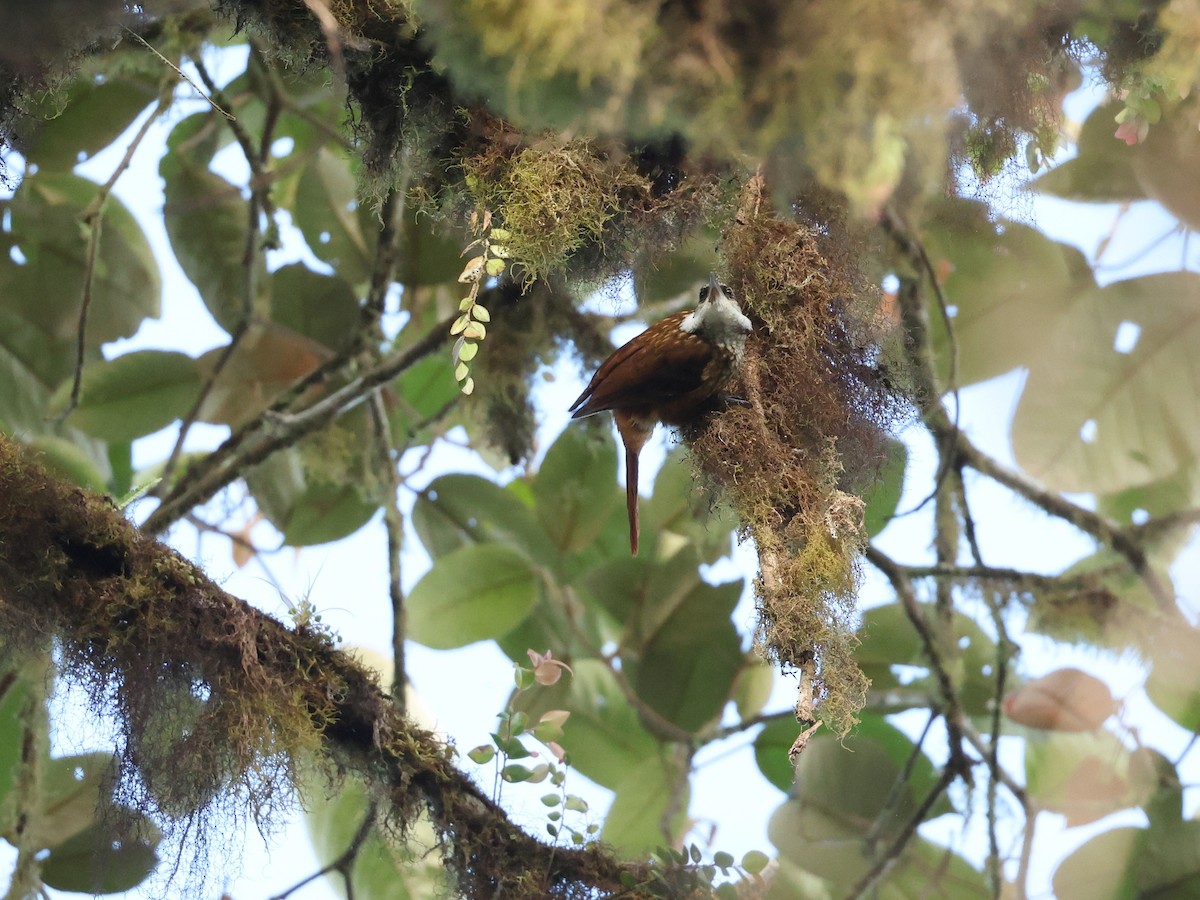 Pseudocolapte de Boissonneau - ML646472715