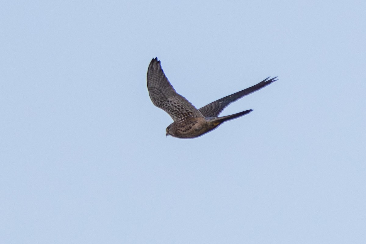 Eurasian Kestrel - ML646472716