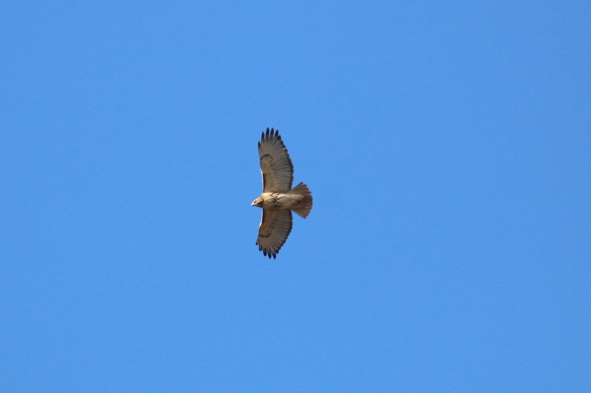 Red-tailed Hawk - ML646472717