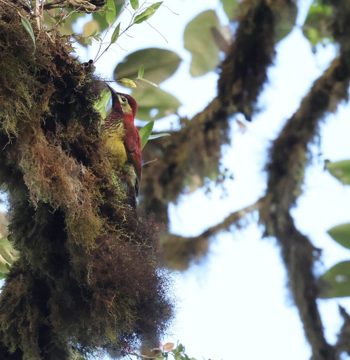 Pic de Rivoli - ML646472718